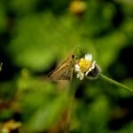 Photo Butterfly migration