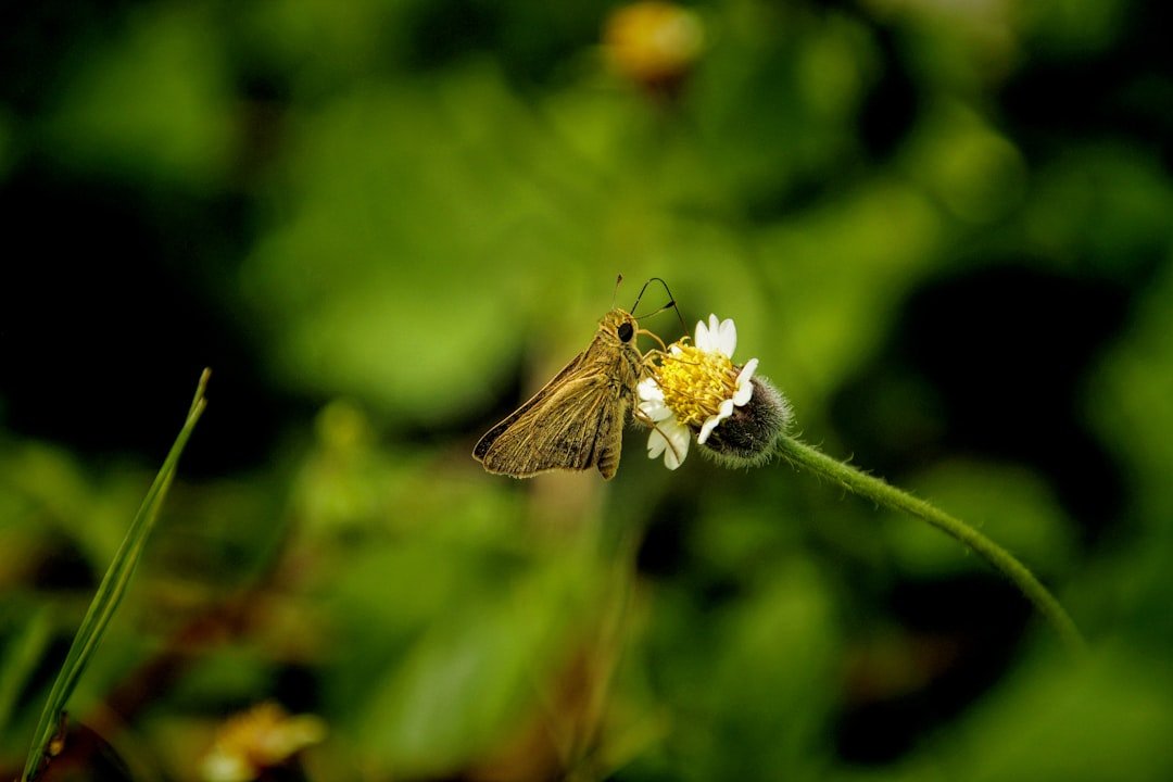 Discovering the Monarch Butterfly Biosphere Reserve