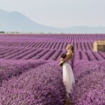 Photo Lavender fields