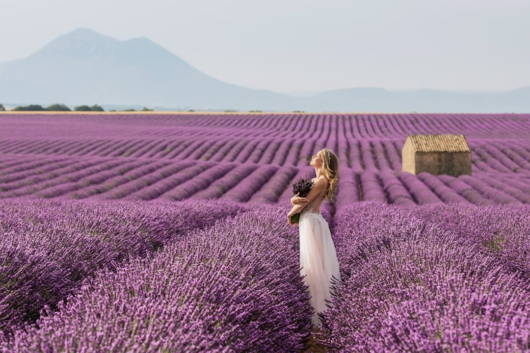 A Summer Stroll Through Provence’s Lavender Fields